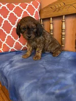Rocky, a male Cavapoo for sale in Seneca, KS – Photo 5 of 9