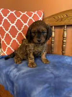 Rocky, a male Cavapoo for sale in Seneca, KS – Photo 4 of 9