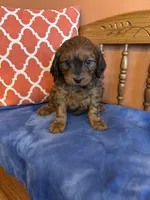 Rocky, a male Cavapoo for sale in Seneca, KS – Photo 3 of 9
