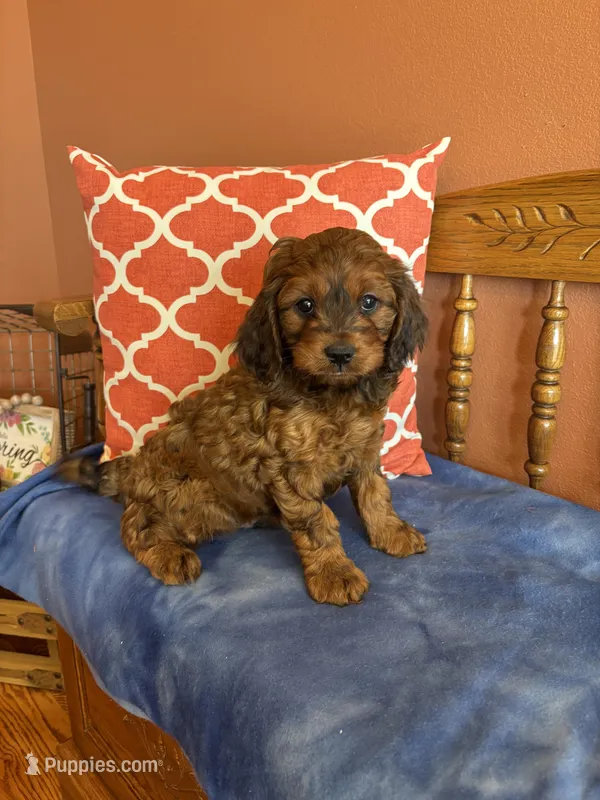 Rocky – Cavapoo puppy for sale in Seneca, KS
