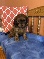 Rocky, a male Cavapoo for sale in Seneca, KS – Photo 6 of 9