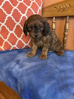 Rocky, a male Cavapoo for sale in Seneca, KS – Photo 9 of 9