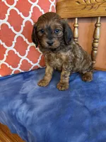 Rocky, a male Cavapoo for sale in Seneca, KS – Photo 7 of 9