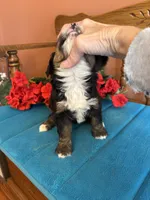 Rosie , a female Miniature Bernedoodle for sale in Seneca, KS – 8 of 8
