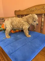 Roscoe, a male Miniature Goldendoodle for sale in Seneca, KS – 7 of 10
