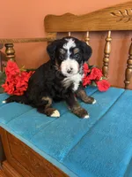 Rosie , a female Miniature Bernedoodle for sale in Seneca, KS – 3 of 8