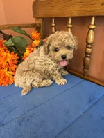 Romeo, a male Maltipoo for sale in Seneca, KS – 3 of 9