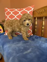 Cooper , a male Miniature Goldendoodle for sale in Seneca, KS – 5 of 9