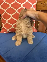 Oliver, a male Maltipoo for sale in Seneca, KS – 4 of 9