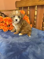 Sammy, a male Maltipoo for sale in Seneca, KS – 4 of 8