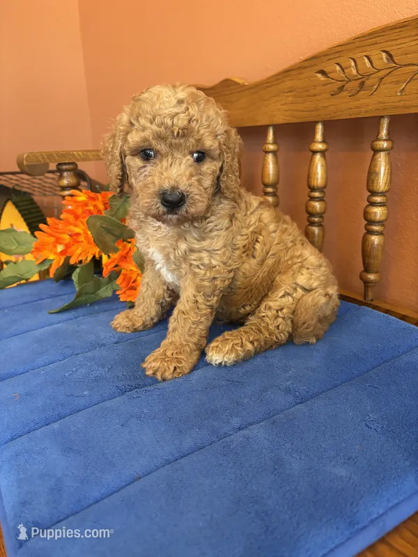 Roscoe – Miniature Goldendoodle puppy for sale in Seneca, KS