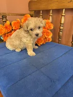 Bella, a female Maltipoo for sale in Seneca, KS – 6 of 10