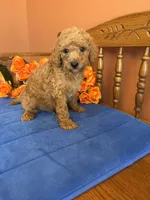 Charlie, a male Miniature Goldendoodle for sale in Seneca, KS – 5 of 10