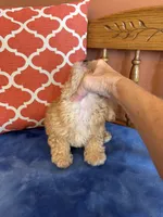 Axel, a male Maltipoo for sale in Seneca, KS – 5 of 7