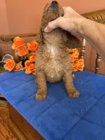 Charlie, a male Miniature Goldendoodle for sale in Seneca, KS – 2 of 10