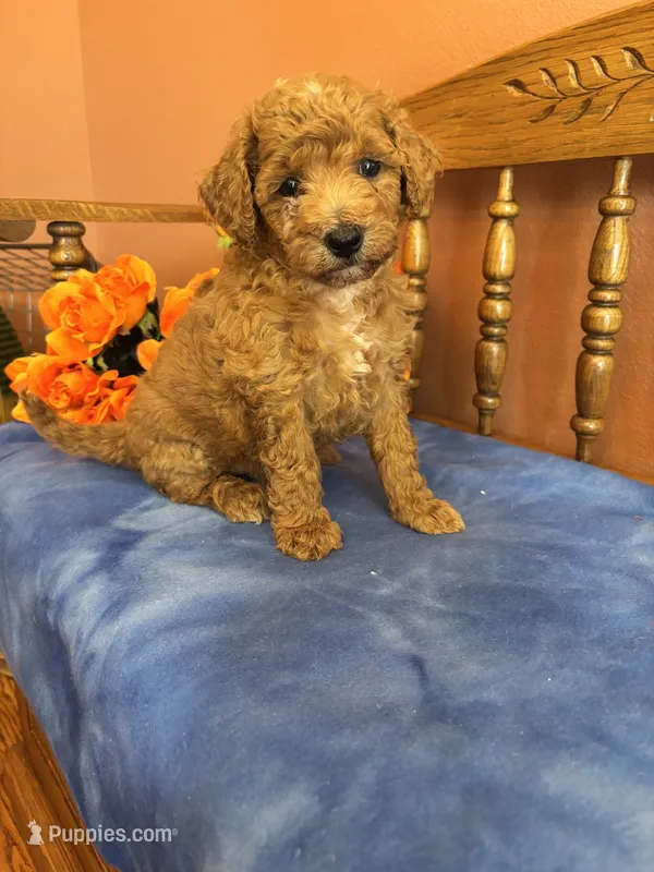 Piper – Miniature Goldendoodle puppy for sale in Seneca, KS