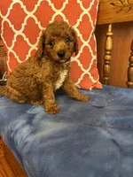 Nemo, a male Miniature Goldendoodle for sale in Seneca, KS – 6 of 8