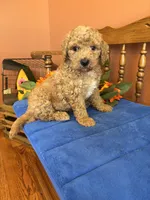 Roscoe, a male Miniature Goldendoodle for sale in Seneca, KS – 3 of 10