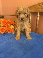 Trudy, a female Miniature Goldendoodle for sale in Seneca, KS – 4 of 8
