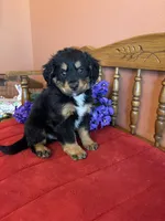 Baxter, a male Miniature Bernedoodle for sale in Seneca, KS – Photo 4 of 10