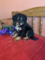 Baxter, a male Miniature Bernedoodle for sale in Seneca, KS – Photo 1 of 10