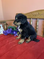 Baxter, a male Miniature Bernedoodle for sale in Seneca, KS – Photo 6 of 10