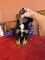 Baxter, a male Miniature Bernedoodle for sale in Seneca, KS – Photo 3 of 10