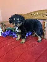 Baxter, a male Miniature Bernedoodle for sale in Seneca, KS – Photo 9 of 10