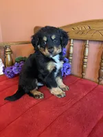 Baxter, a male Miniature Bernedoodle for sale in Seneca, KS – Photo 5 of 10