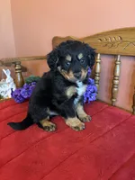 Baxter, a male Miniature Bernedoodle for sale in Seneca, KS – Photo 8 of 10