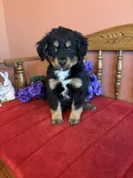 Baxter, a male Miniature Bernedoodle for sale in Seneca, KS – Photo 2 of 10