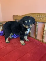 Baxter, a male Miniature Bernedoodle for sale in Seneca, KS – Photo 10 of 10