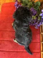 Baxter, a male Miniature Bernedoodle for sale in Seneca, KS – Photo 7 of 10