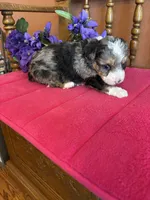 Ranger, a male Miniature Bernedoodle for sale in Seneca, KS – 5 of 8