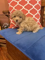Oliver, a male Maltipoo for sale in Seneca, KS – 6 of 9