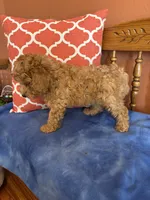 Cooper , a male Miniature Goldendoodle for sale in Seneca, KS – 3 of 9