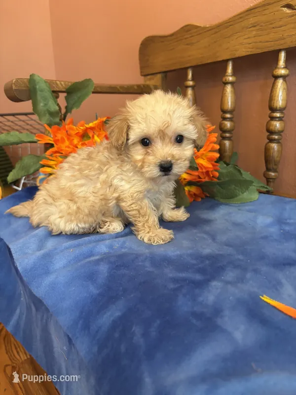 Rosie – Maltipoo puppy for sale in Seneca, KS
