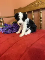 Roxie, a female Miniature Bernedoodle for sale in Seneca, KS – 10 of 10
