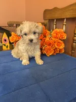 Bella, a female Maltipoo for sale in Seneca, KS – 9 of 10