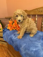 Riggins, a male Miniature Goldendoodle for sale in Seneca, KS – 8 of 10