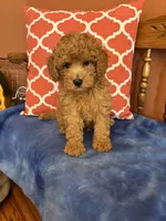 Cooper , a male Miniature Goldendoodle for sale in Seneca, KS – 4 of 9