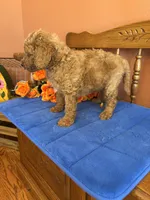Charlie, a male Miniature Goldendoodle for sale in Seneca, KS – 4 of 10