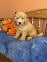 Ace, a male Miniature Goldendoodle for sale in Seneca, KS – 3 of 10