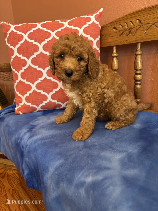 Ava – Miniature Goldendoodle puppy for sale in Seneca, KS