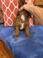 Nemo, a male Miniature Goldendoodle for sale in Seneca, KS – 4 of 8