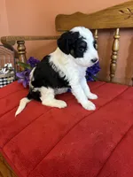Roxie, a female Miniature Bernedoodle for sale in Seneca, KS – 5 of 10