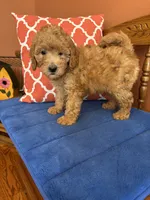 Roscoe, a male Miniature Goldendoodle for sale in Seneca, KS – 9 of 10