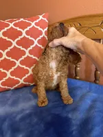 Ava, a female Miniature Goldendoodle for sale in Seneca, KS – 7 of 8