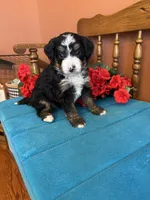 Rosie , a female Miniature Bernedoodle for sale in Seneca, KS – 1 of 8
