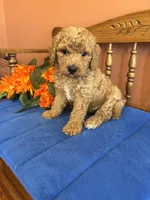 Roscoe, a male Miniature Goldendoodle for sale in Seneca, KS – 8 of 10